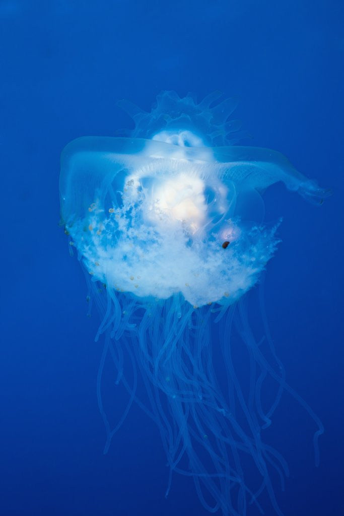 Detail of Crown Jellyfish (Netrostoma setouchina), Blue Corner, Micronesia, Palau by Corbis