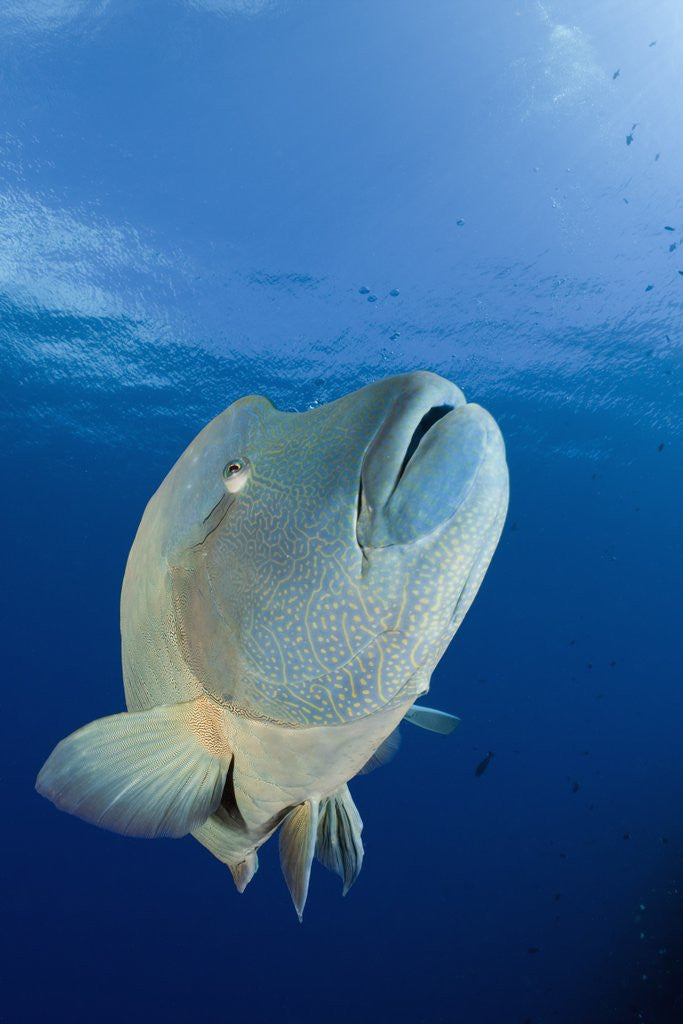 Detail of Humpback Wrasse (Cheilinus undulatus), Blue Corner, Micronesia, Palau by Anonymous