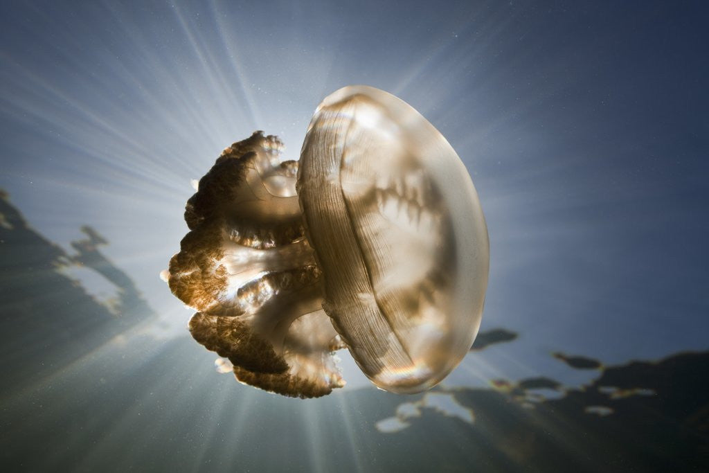 Detail of Mastigias Jellyfish in backlight (Mastigias papua etpisonii), Jellyfish Lake, Micronesia, Palau by Anonymous