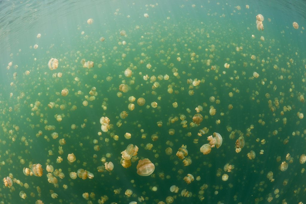 Detail of Mastigias Jellyfish (Mastigias papua etpisonii) in Jellyfish Lake, Micronesia, Palau by Anonymous