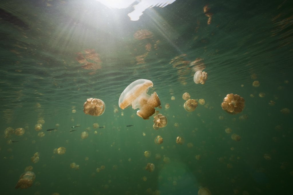 Detail of Mastigias Jellyfish (Mastigias papua etpisonii) endemic to Jellyfish Lake, Micronesia, Palau by Anonymous