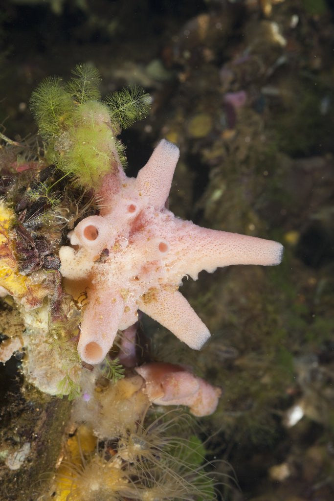 Detail of Sponge in Jellyfish Lake, Micronesia, Palau by Anonymous