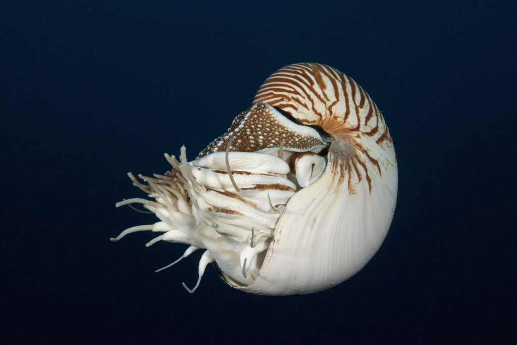 Detail of Chambered Nautilus (Nautilus belauensis), Micronesia, Palau by Anonymous