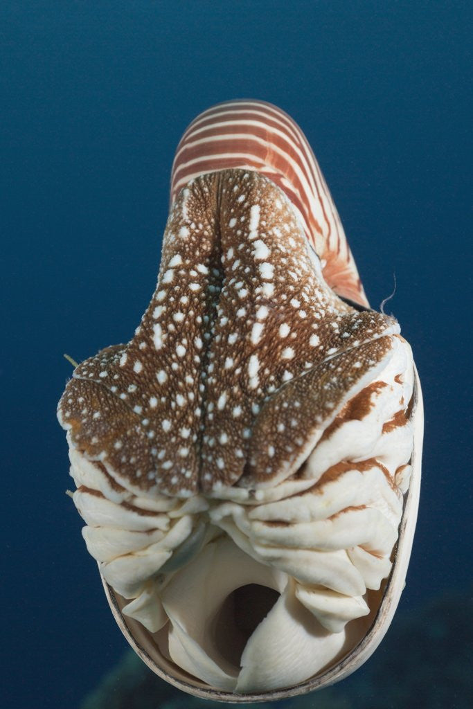 Detail of Chambered Nautilus (Nautilus belauensis), Micronesia, Palau by Anonymous