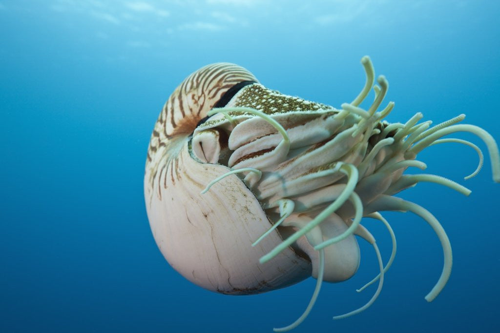 Detail of Chambered Nautilus (Nautilus belauensis), Micronesia, Palau by Anonymous