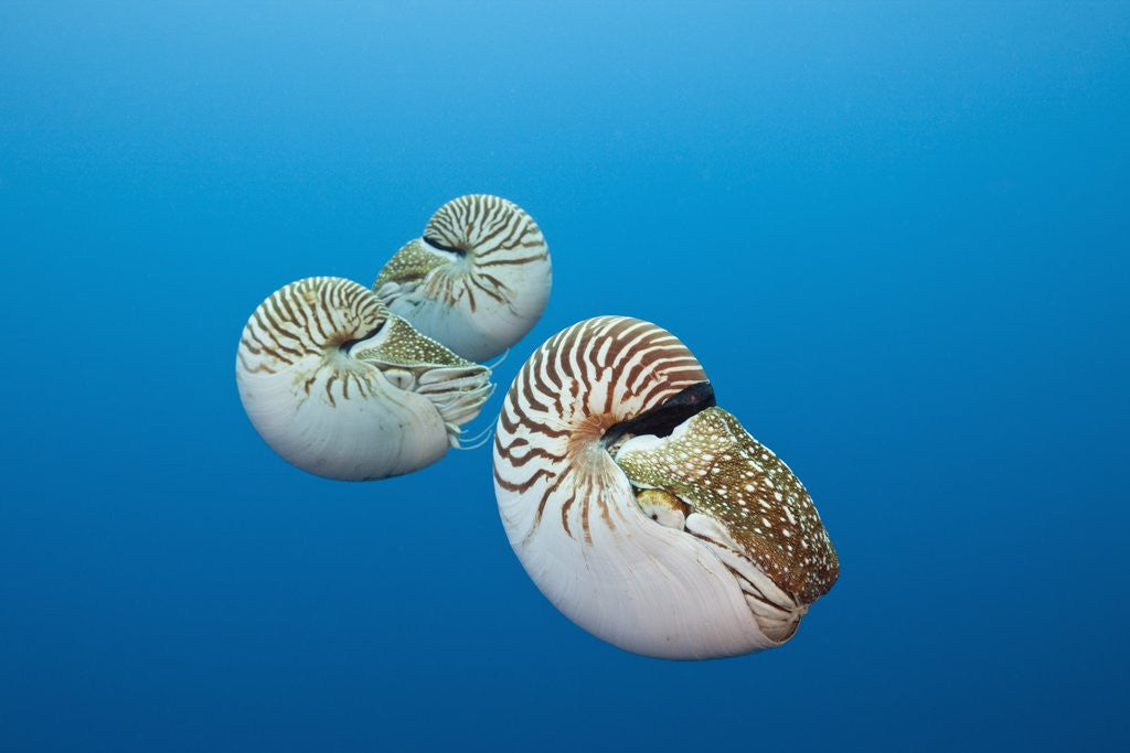 Detail of Group of Chambered Nautilus (Nautilus belauensis), Micronesia, Palau by Anonymous