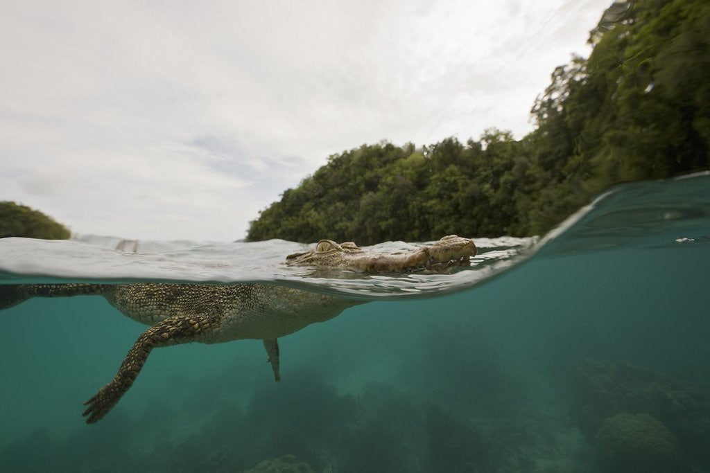 Detail of Saltwater Crocodile swimming with its head just above the surface (Crocodylus porosus) by Anonymous