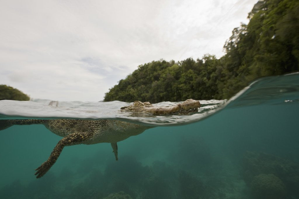 Detail of Saltwater Crocodile swimming with its head just above the surface (Crocodylus porosus) by Corbis