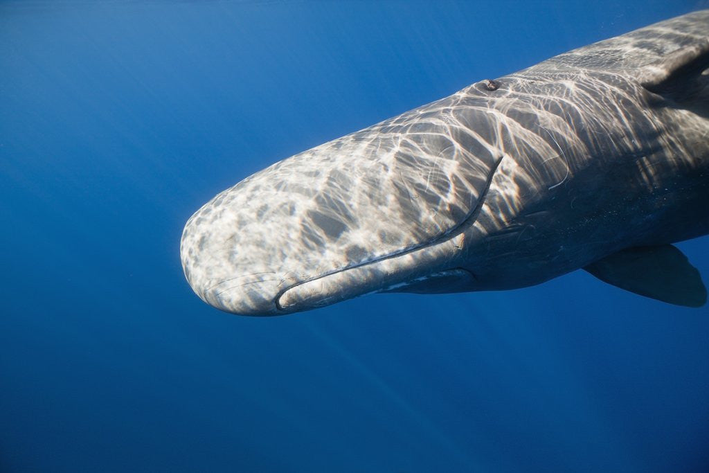 Detail of Sperm Whale head (Physeter catodon), Caribbean, Dominica by Anonymous