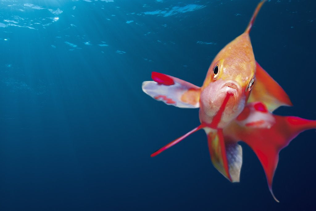 Detail of Lytretail Fairy Basslet (Pseudanthias squamipinnis) Marsa Alam, Red Sea, Egypt by Anonymous
