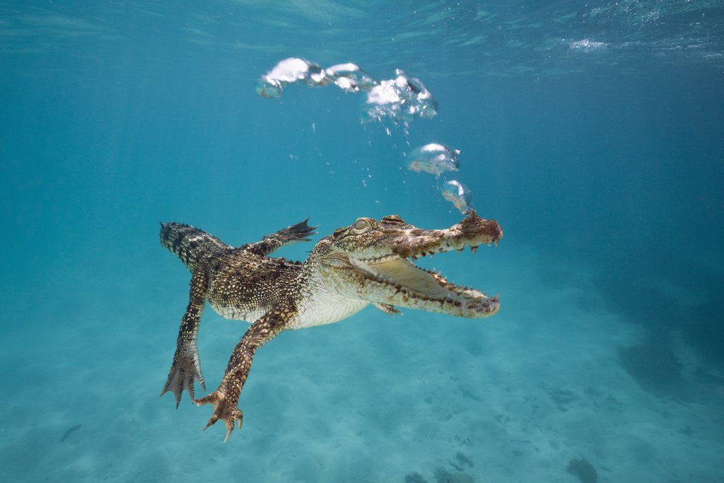 Detail of Saltwater Crocodile (Crocodylus porosus), Queensland, Australia by Anonymous