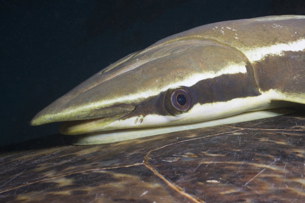 Detail of Sharksucker on Turtle (Echeneis naucrates), Marsa Alam, Red Sea, Egypt by Anonymous