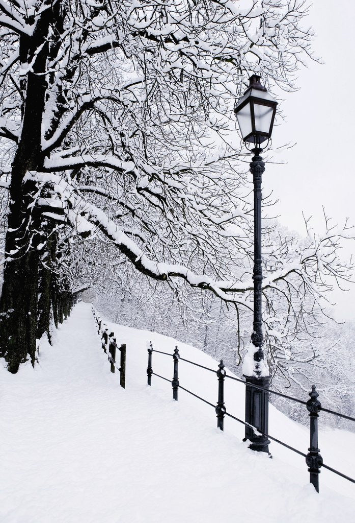 Detail of Trees and lamp post in snow by Anonymous