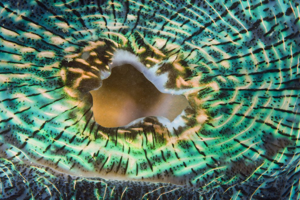 Detail of Close up of the mantle of the Giant Clam (Tridacna squamosa), Micronesia, Palau by Anonymous