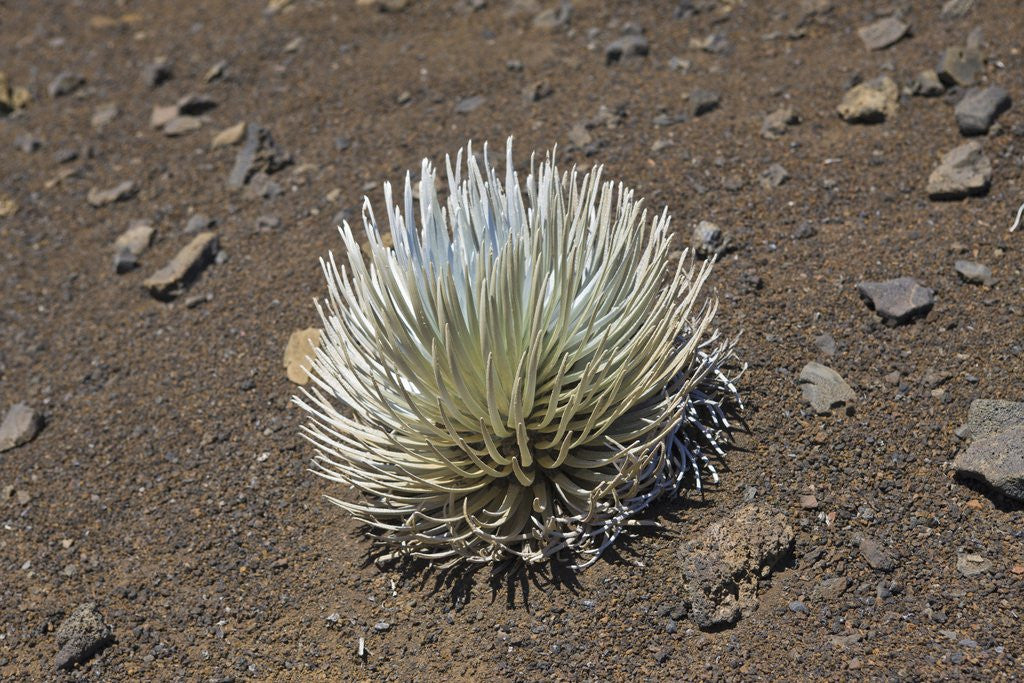 Detail of Endangered and endemic Silversword at Haleakala Volcano Crater (Argyroxiphium sandwicense macrocephalum) by Corbis