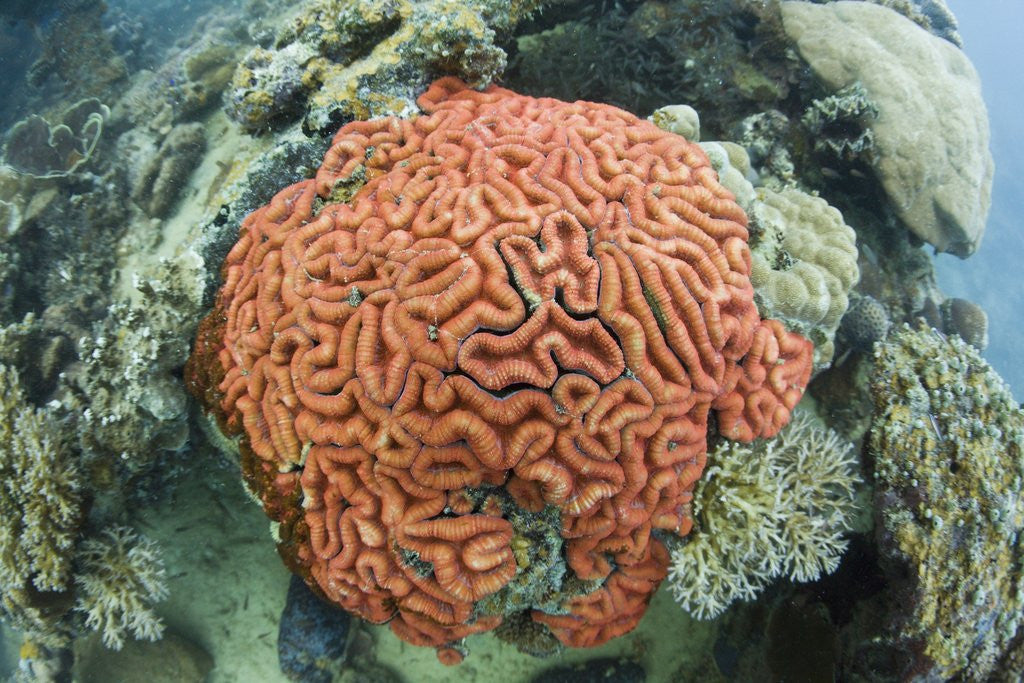 Detail of Fluorescence of a Brain Coral in daylight, Micronesia, Palau by Anonymous