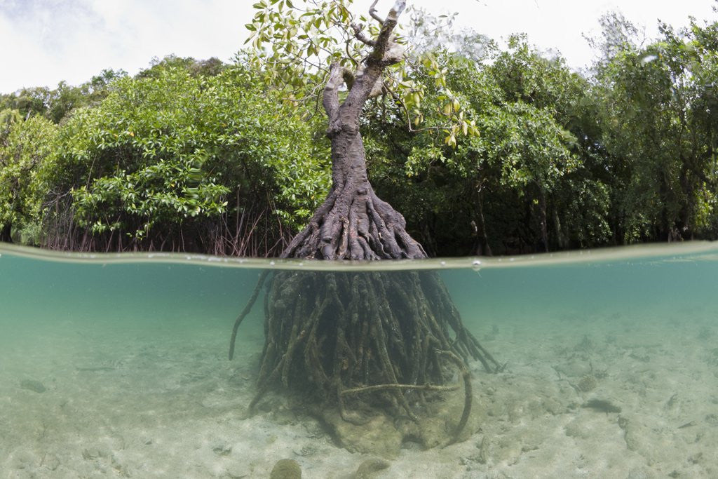 Detail of Split image of a large Mangrove and its extensive prop root system by Anonymous