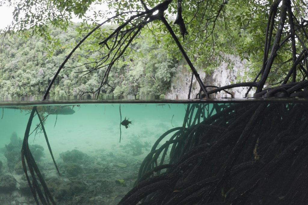Detail of Mangroves trees above and underwater by Anonymous