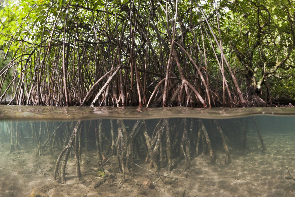Detail of Split image of Mangroves and their extensive prop roots, Risong Bay, Micronesia, Palau by Anonymous