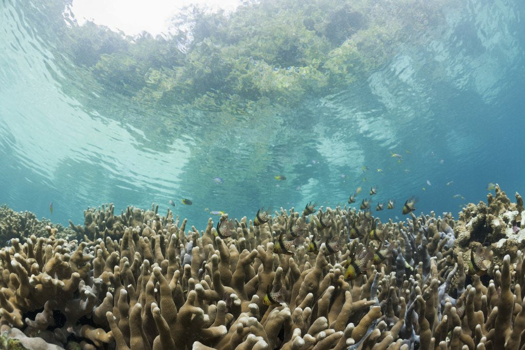Detail of Coral reef in Risong Bay, Micronesia, Palau by Anonymous
