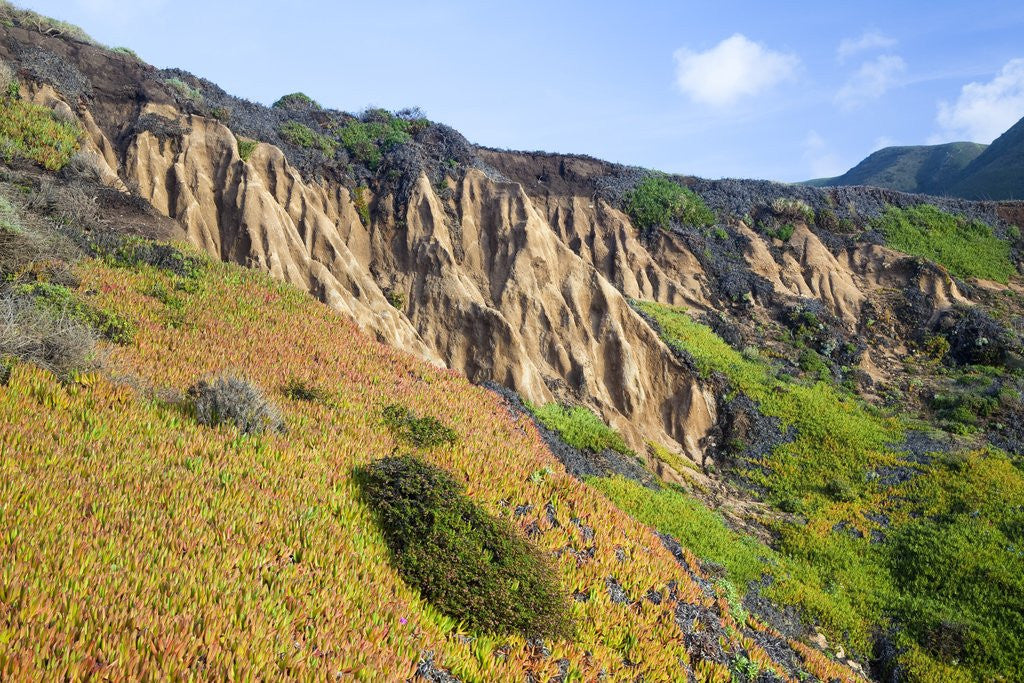 Detail of Succulent plants at Garrapata State Park on Big Sur Coast by Anonymous