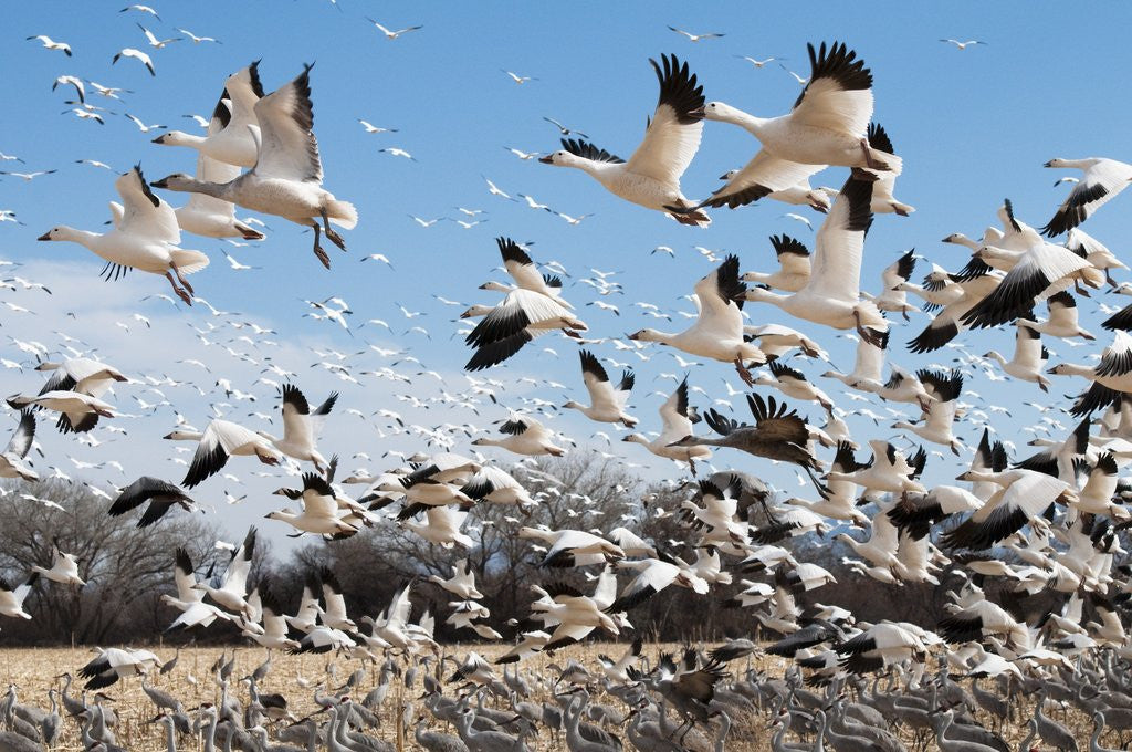 Detail of Snow geese and sandhill cranes by Corbis