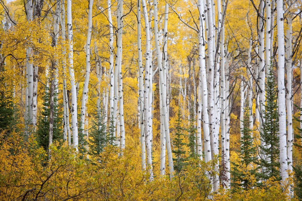 Detail of Colorful aspen trees. Thorpe Mountain, Colorado by Anonymous