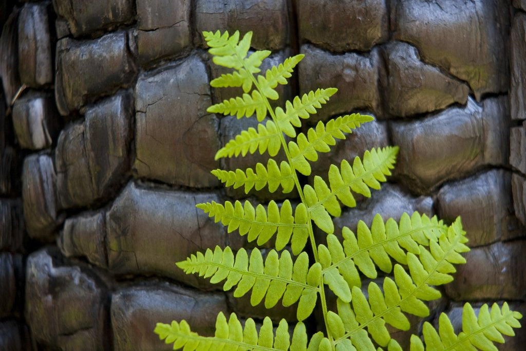 Detail of Fern in the front of burned log at Yosemite National Park by Corbis