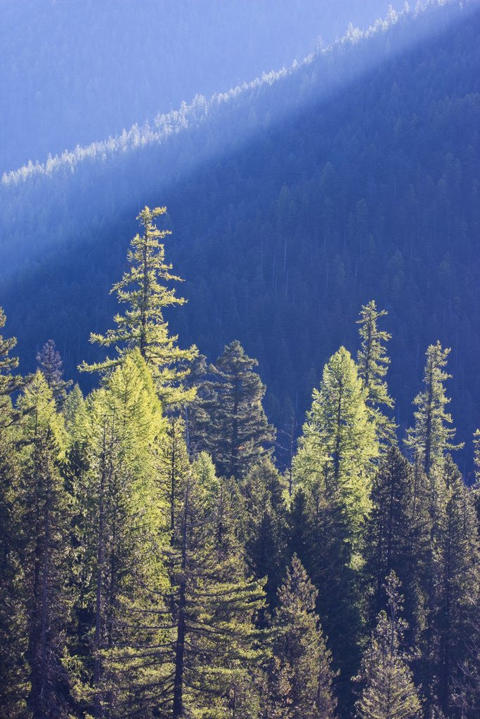 Detail of Backlit Western larch trees in Mount Rainier National Park by Anonymous