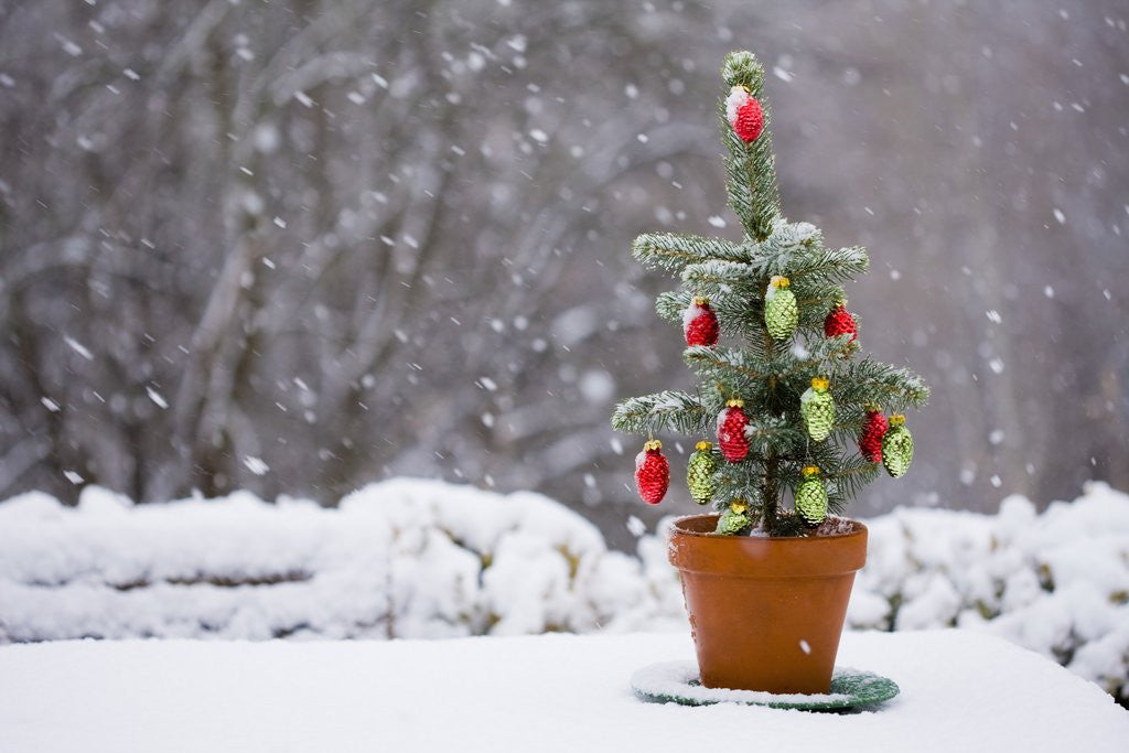 Detail of Small Christmas tree by Anonymous