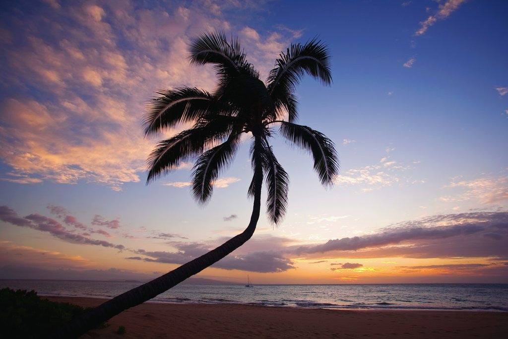 Detail of Coconut palm silhouetted at sunset at Kamaole Beach Park in Hawaii by Anonymous