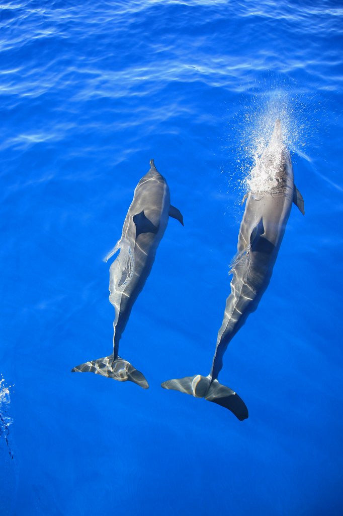 Detail of Two spinner dolphin off Manele Bay at Lanai in Hawaii by Anonymous