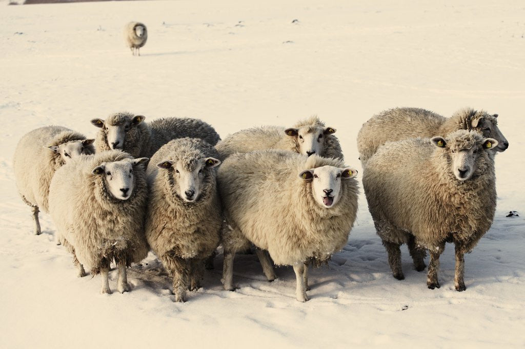 Detail of Sheep in winter by Anonymous