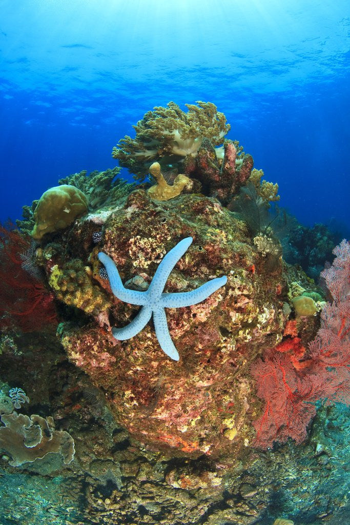 Detail of Blue Sea Star and brilliant red sea fans near Komba Island in the Flores Sea, Indonesia by Anonymous