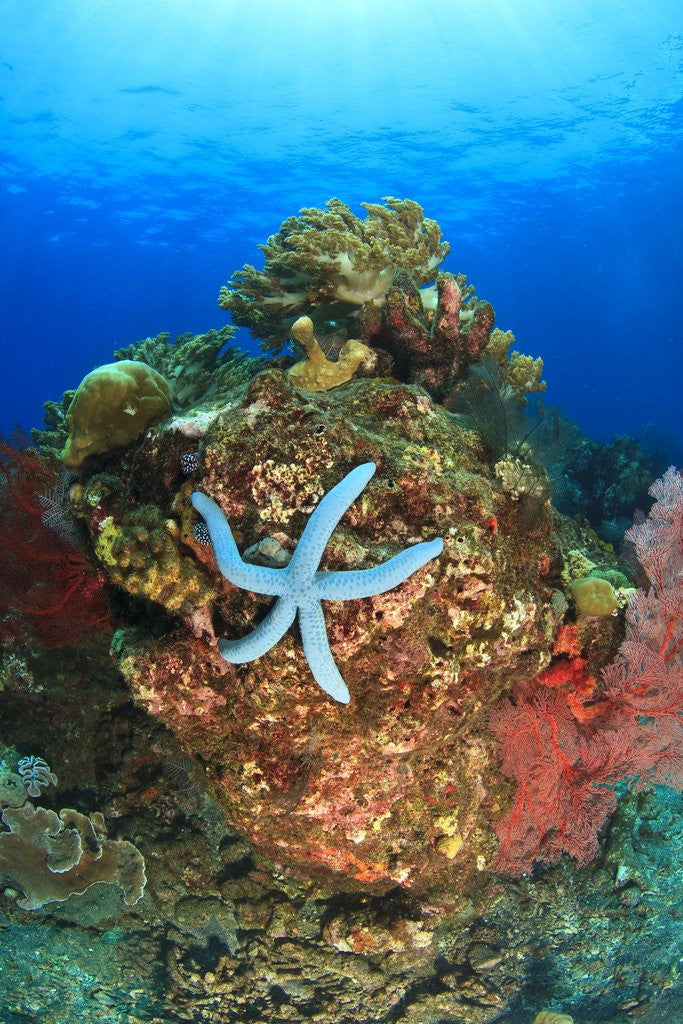 Detail of Blue Sea Star and brilliant red sea fans near Komba Island in the Flores Sea, Indonesia by Corbis
