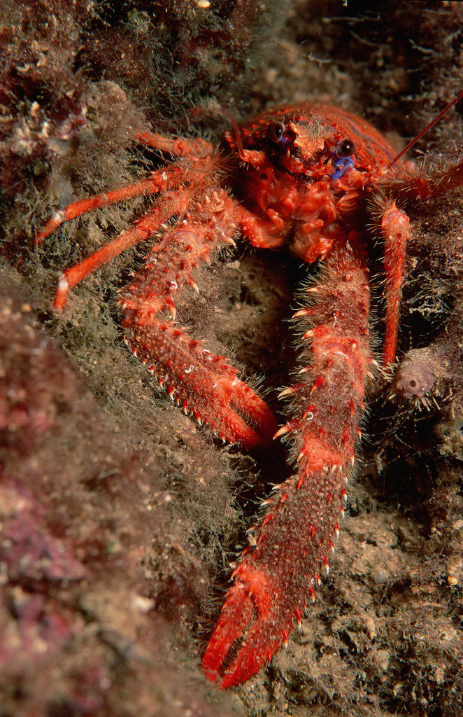 Detail of Crab (Galathea strigosa). by Anonymous