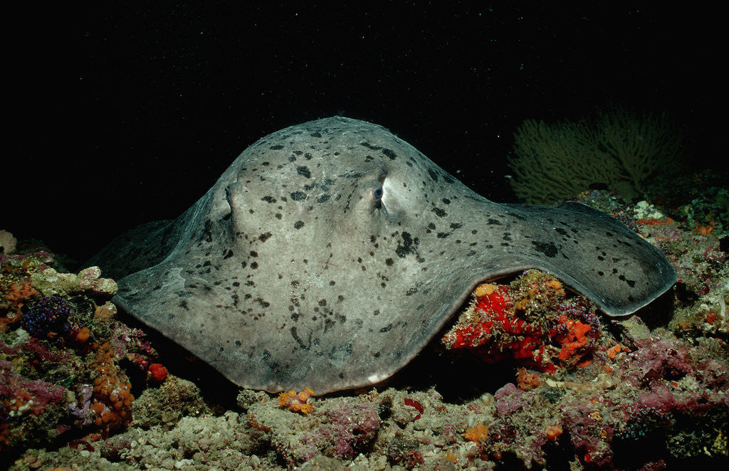 Detail of Black-spotted Stingray (Taeniura meyeni). by Anonymous