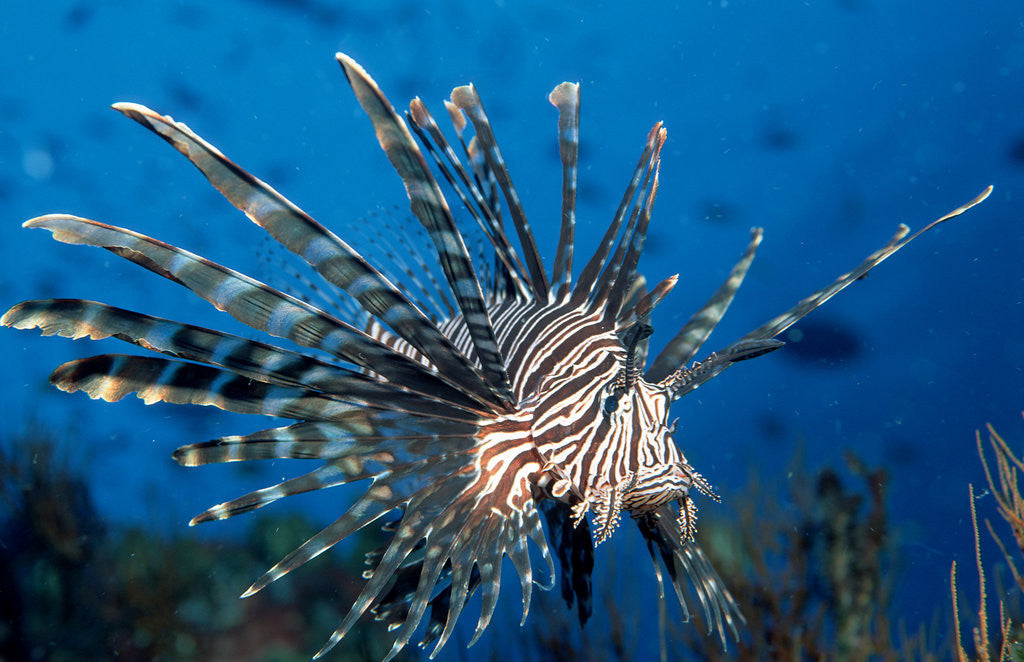 Detail of Lionfish or Turkeyfish (Pterois volitans), Indian Ocean. by Anonymous