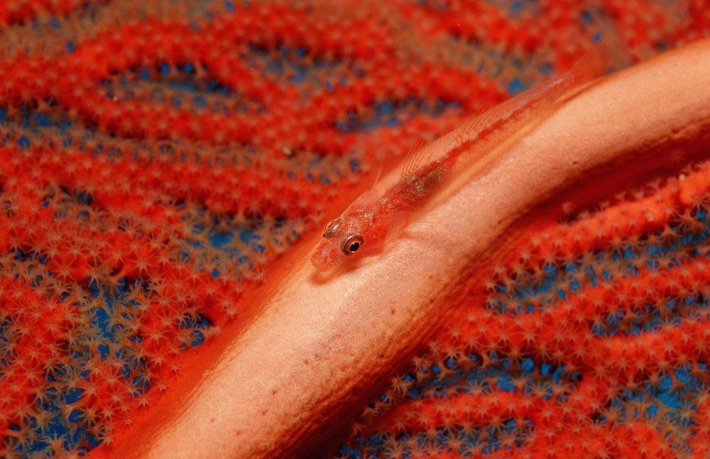 Detail of Gorgonian Goby (Braninops amplus) by Corbis