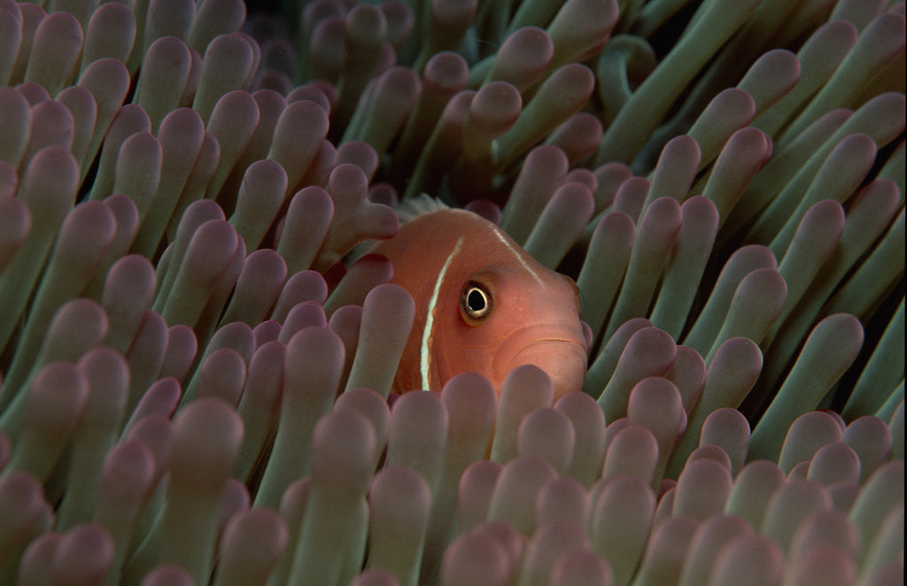Detail of Pink Anemonefish (Amphiprion perideraion) in a Sea Anemone, Pacific Ocean. by Anonymous