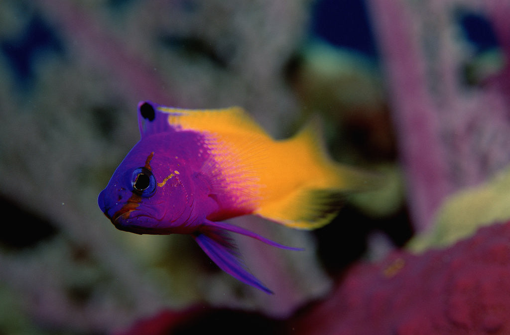 Detail of Royal Gramma or Fairy Basslet. (Gramma loreto) Caribbean by Anonymous