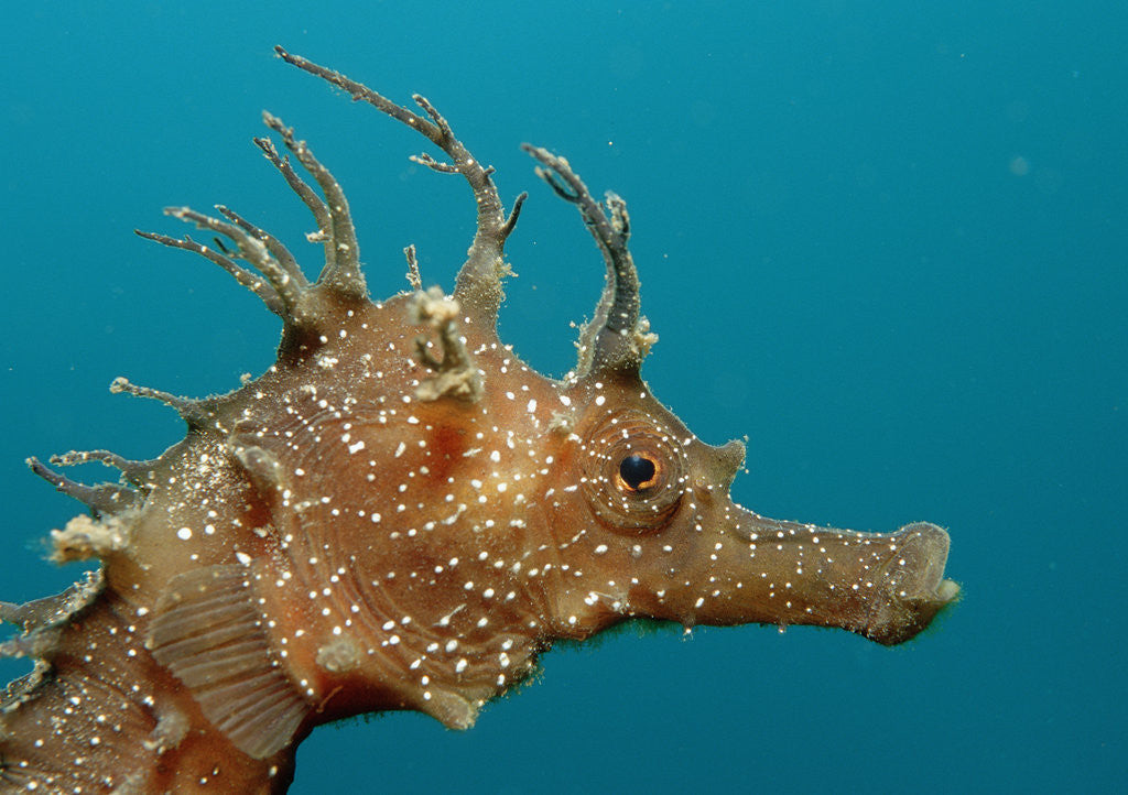Detail of Seahorse head (Hippocampus guttulatus). by Anonymous