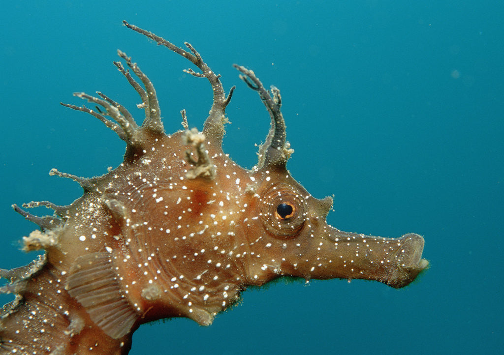 Detail of Seahorse head (Hippocampus guttulatus). by Corbis
