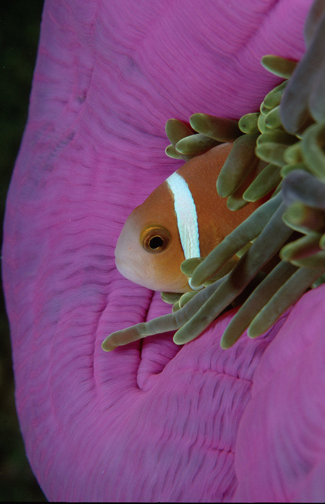 Detail of Anemonefish (Amphiprion nigripes) in a Sea Anemone, Pacific Ocean. by Anonymous
