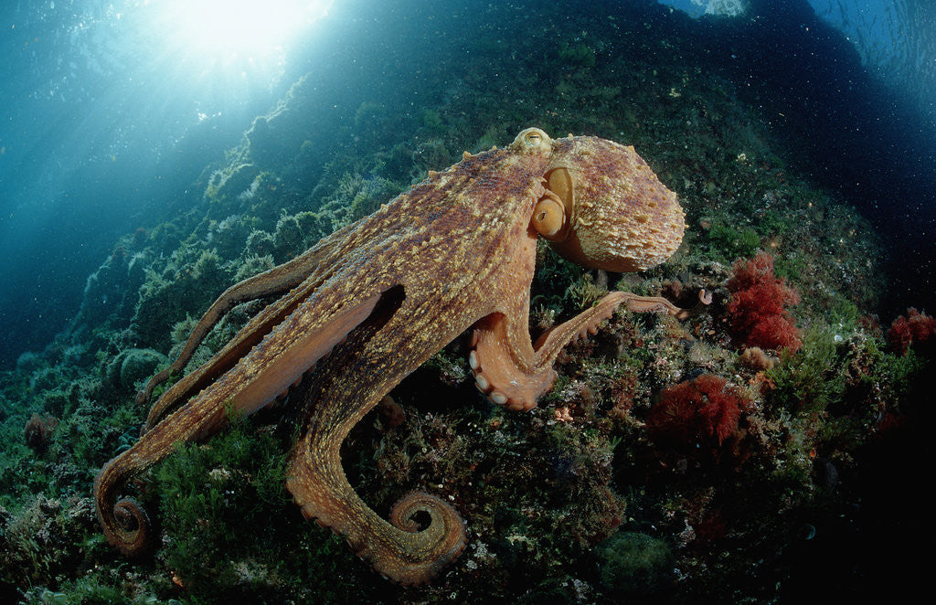 Detail of Octopus (Octopus vulgaris) by Anonymous