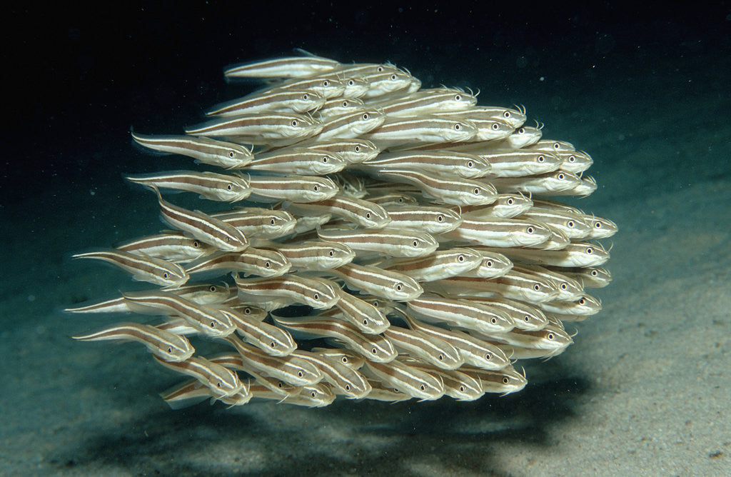 Detail of Striped Eel Catfish school (Plotosus lineatus). by Anonymous