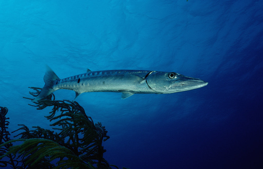 Detail of Great Barracuda (Sphyraena barracuda) by Anonymous