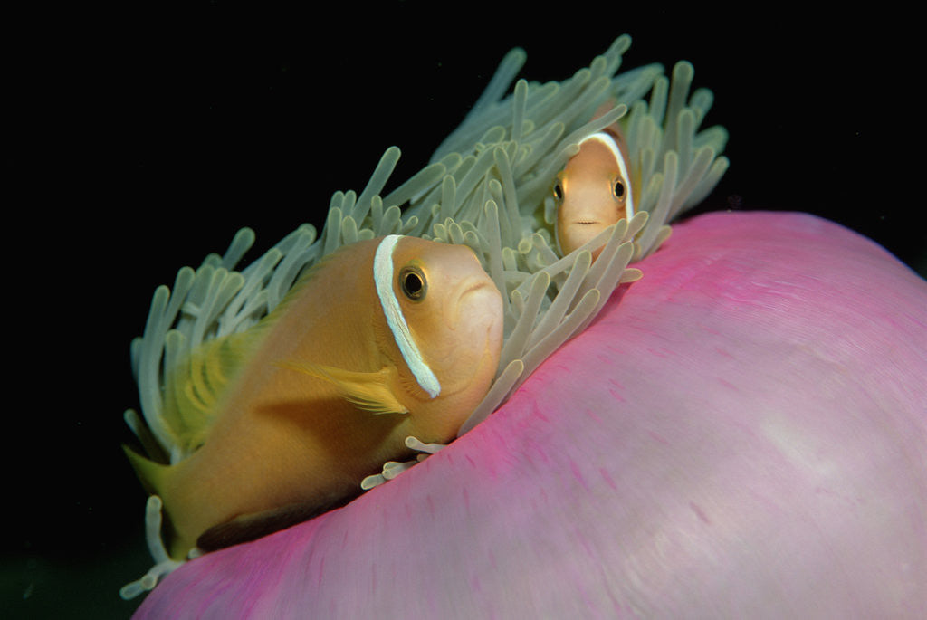 Detail of Anemonefishes (Amphiprion nigripes) in a Sea Anemone, Pacific Ocean. by Anonymous
