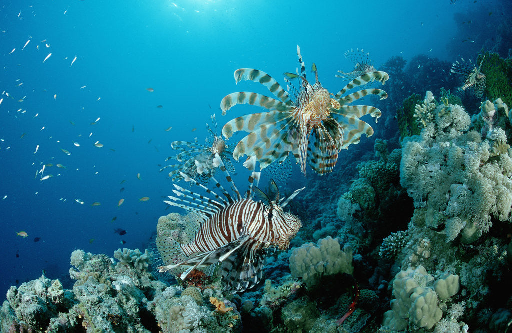 Detail of Lionfishes or Turkeyfishes near a Coral Reef (Pterois volitans), Indian Ocean. by Anonymous