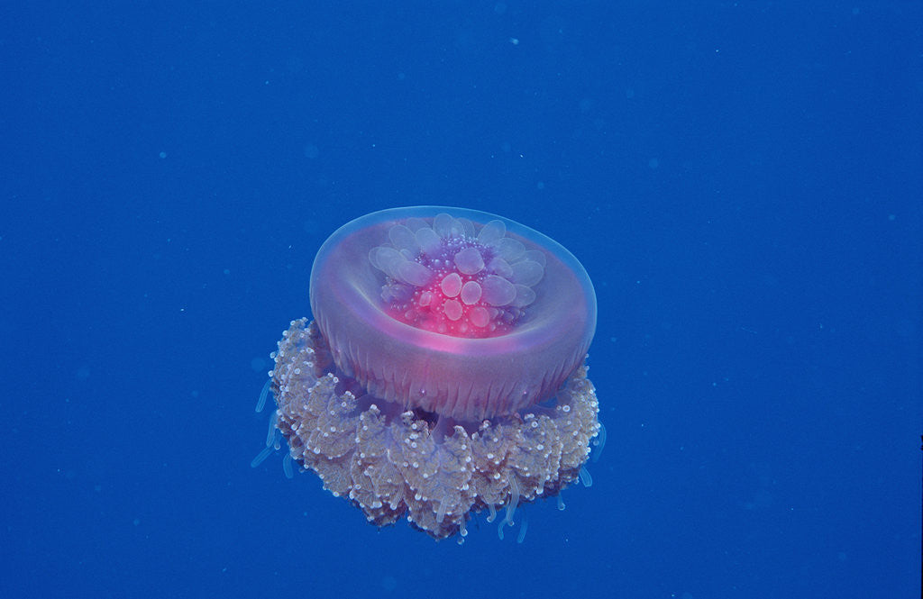 Detail of Crown Jellyfish (Netrostoma setouchina), Red Sea, Egypt. by Anonymous
